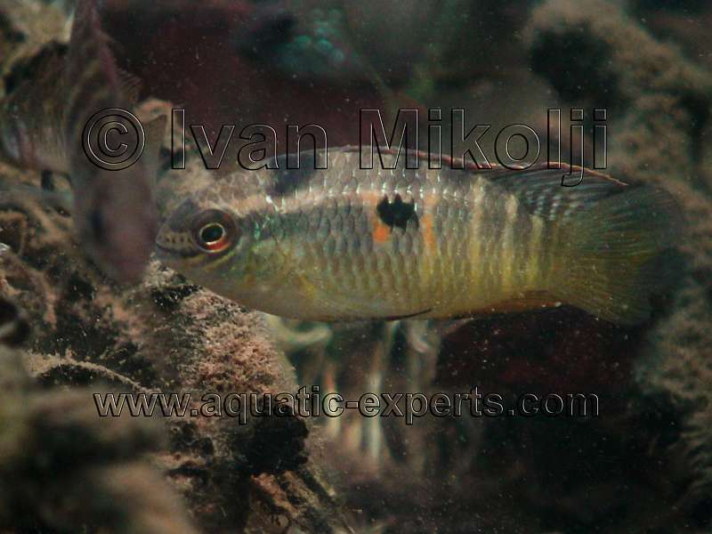 Laetacara fulvipinnis